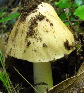 Inocybe fleur de sureau Inocybe fleur de sureau