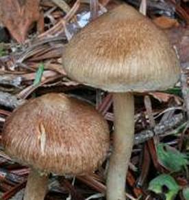 Inocybe flocculeux Inocybe flocculeux