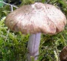 Inocybe gris lilas