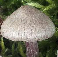 Inocybe gris violet Inocybe gris violet
