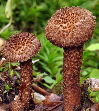 Inocybe hérissé Inocybe hérissé