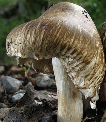 Inocybe hérisson Inocybe hérisson
