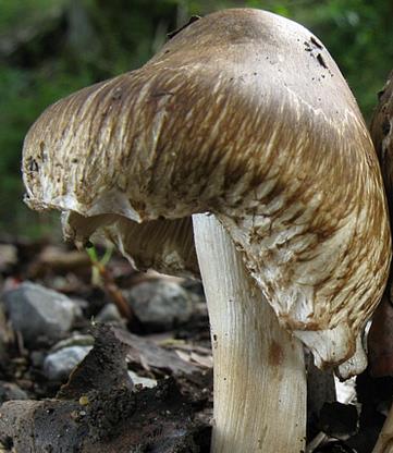 Inocybe hérisson