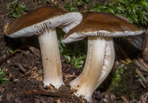 Inocybe jaune noircissant