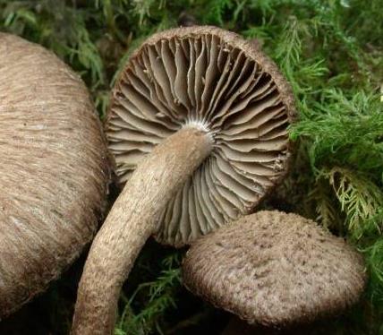 Inocybe laineux Inocybe laineux