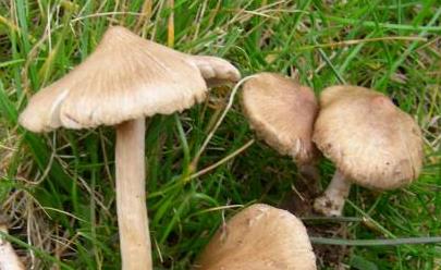 Inocybe luisant Inocybe luisant