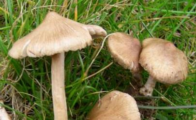 Inocybe luisant