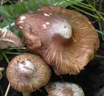 Inocybe maculé Inocybe maculé