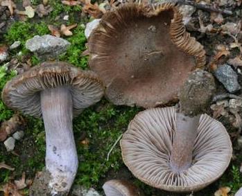 Inocybe modeste Inocybe modeste