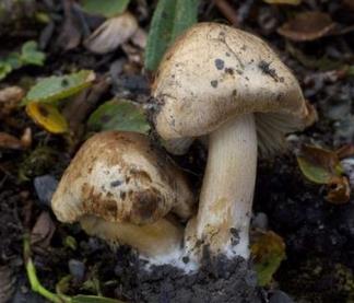 Inocybe montagnard Inocybe montagnard