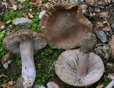 Inocybe nain Inocybe nain