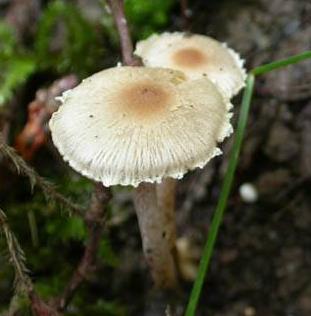Inocybe négligé Inocybe négligé