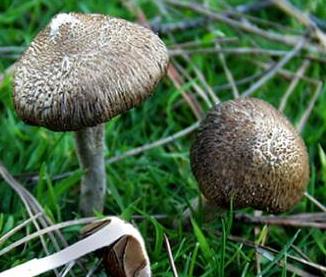 Inocybe obscur Inocybe obscur