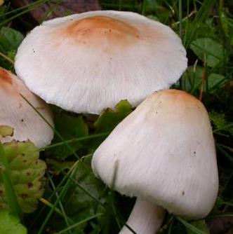 Inocybe pudique Inocybe pudique