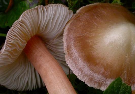 Inocybe rayé Inocybe rayé