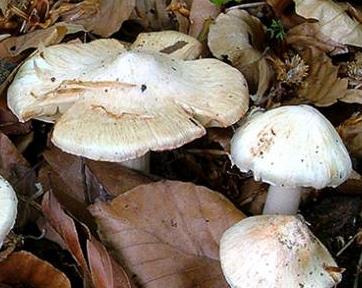 Inocybe rouge brique