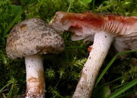 Inocybe rouge et vert