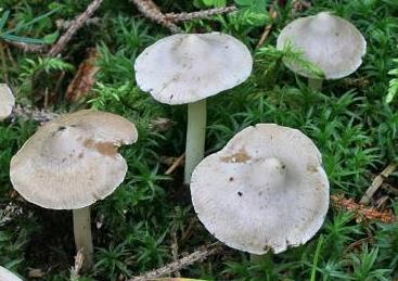 Inocybe sciaphile Inocybe sciaphile