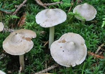 Inocybe sciaphile