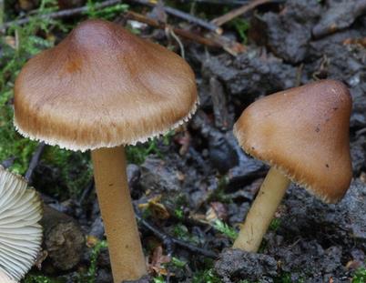 Inocybe splendide Inocybe splendide