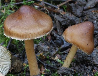 Inocybe splendide