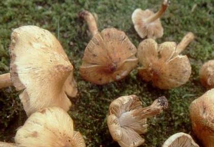 Inocybe squameux Inocybe squameux