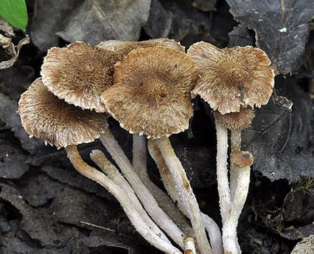 Inocybe squarreux Inocybe squarreux