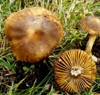 Inocybe tardif Inocybe tardif