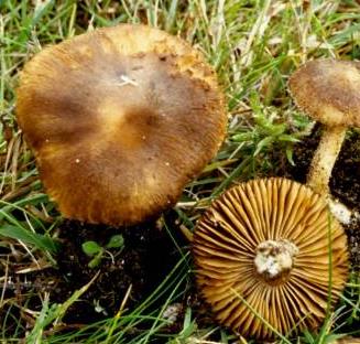 Inocybe tardif