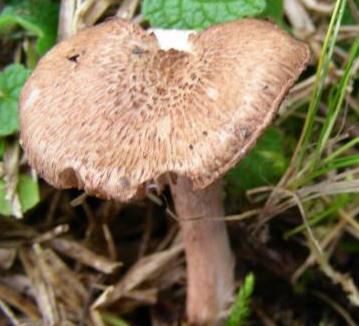 Inocybe tigré