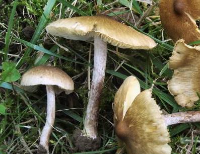 Inocybe variable Inocybe variable