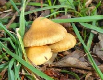 Inocybe verdâtre