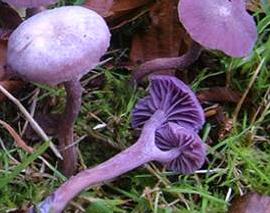 laccaire amethyste laccaire amethyste