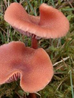 laccaire bicolore laccaire bicolore