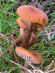 laccaire laque laccaire laque