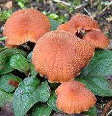 laccaire rouge brique laccaire rouge brique