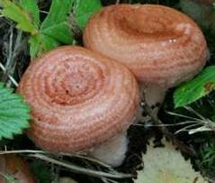 lactaire a coliques lactaire a coliques