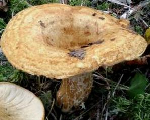lactaire a fossettes lactaire a fossettes