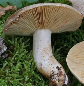 lactaire a pied blanc lactaire a pied blanc