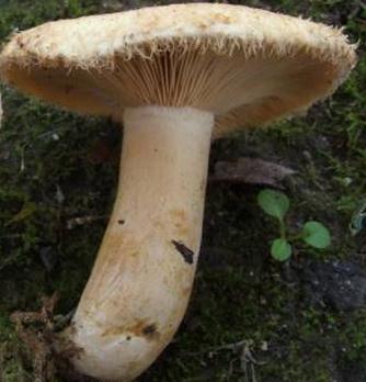 lactaire a poil ras lactaire a poil ras