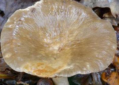 lactaire a spores ailees lactaire a spores ailees