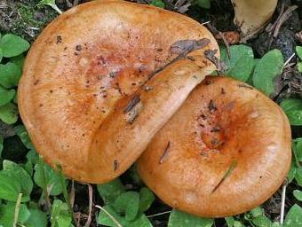 lactaire brun orange lactaire brun orange