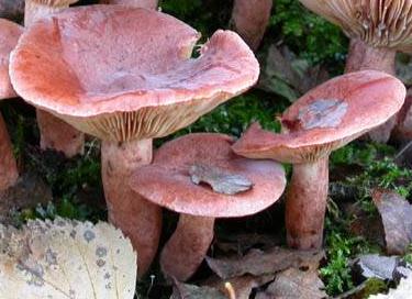 lactaire brun rouge