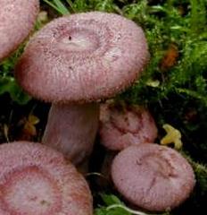 lactaire epineux lactaire epineux