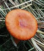 lactaire fauve orange lactaire fauve orange
