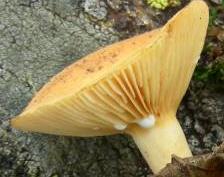 lactaire jaune lactaire jaune
