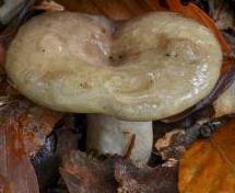 lactaire muqueux lactaire muqueux