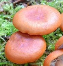 lactaire orange lactaire orange