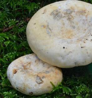 lactaire parchemine lactaire parchemine