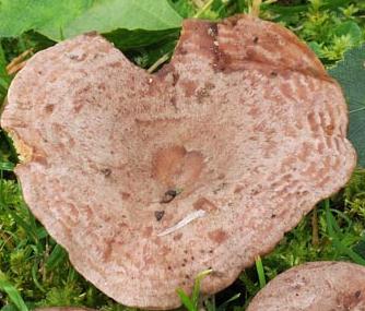 lactaire zone de rose lactaire zone de rose